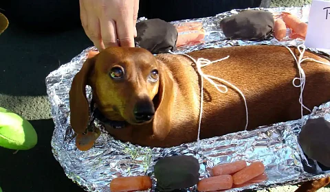 A dos hermanos de Orán les encantan los perros, pero fritos Imagen ilustrativa