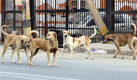 Se celebra hoy el Día Internacional del Perro Callejero