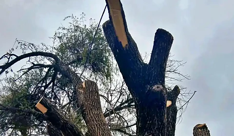 La Municipalidad de Salta clausura un sanatorio, por haber podado un árbol sin autorización Árbol mutilado en Tres Cerritos