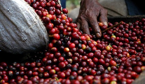 El precio del café se dispara un 40 %