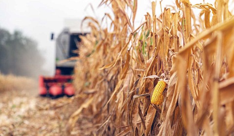 El índice de precios de los alimentos de la FAO sube en febrero