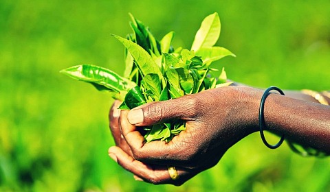 ¿Por qué deberías beber té?