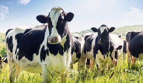 El SENASA establece el calendario de vacunación 2026 contra la fiebre aftosa