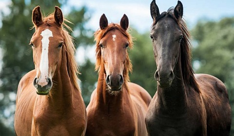 La Argentina celebra hoy el Día Nacional del Caballo