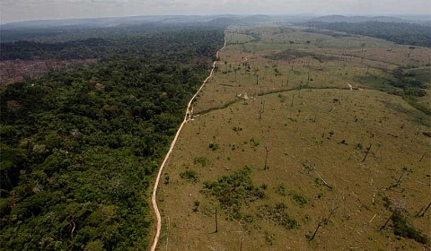 La deforestación mundial se ralentiza, pero los bosques siguen bajo presión