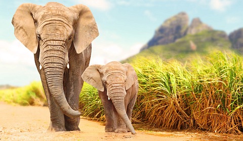 Día Mundial del Elefante: las matriarcas, guardianas de la memoria de la naturaleza