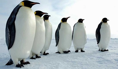 El pingüino, en peligro por el cambio climático y la contaminación