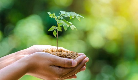 La importancia de la sanidad vegetal en una sola salud