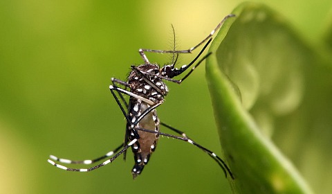La OPS emite una alerta por la aparición de un tipo de dengue menos común y asociado a casos graves