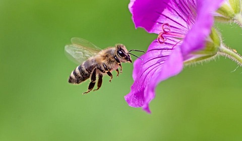 Las abejas: inspiradas por la naturaleza para nutrirnos a todos