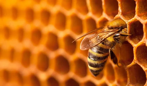 20 de agosto: Día Mundial de la Abeja de la Miel