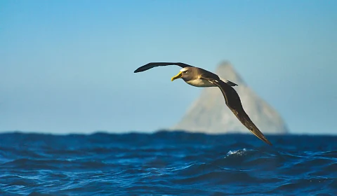 Día Mundial del Albatros: Un llamado global para proteger a los centinelas del océano