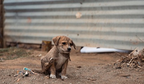 Se celebra hoy el Día Mundial del Animal Abandonado