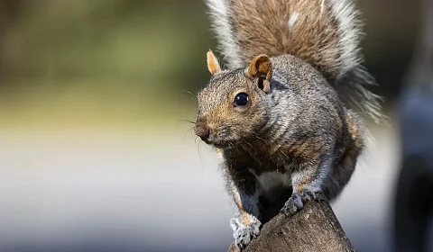 Se celebra hoy el Día Mundial de la Ardilla