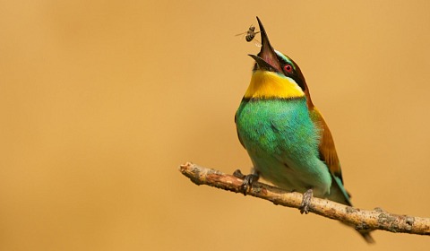 Se celebra hoy el Día Mundial de las Aves