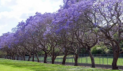 La Argentina celebra hoy el Día del Árbol
