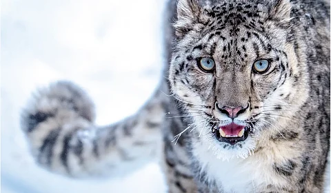 Leopardo de las nieves: el fantasma de las montañas