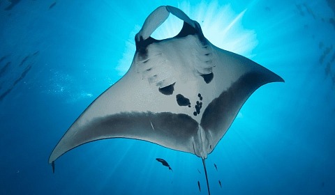Día Mundial de la Manta: El poder de la protección