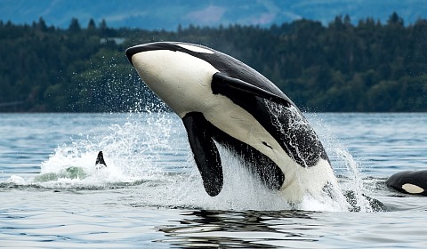 Día Mundial de la Orca: celebrar la especie