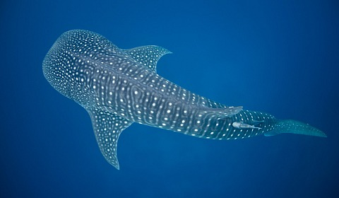 Cara de ballena, cuerpo de tiburón