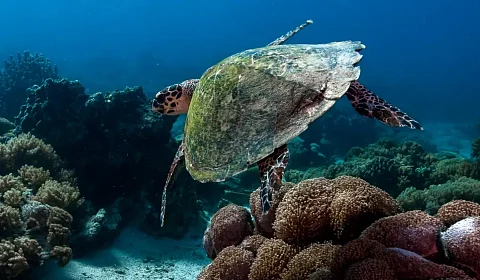 23 de mayo: Día Mundial de la Tortuga