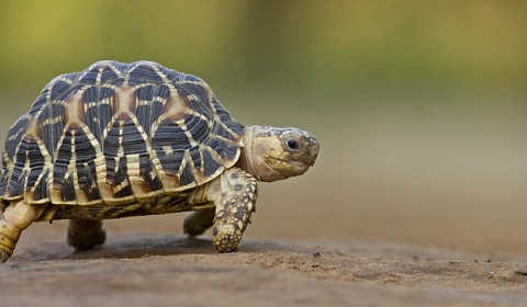 El acuerdo mundial sobre biodiversidad moviliza 200.000 millones de dólares para la naturaleza